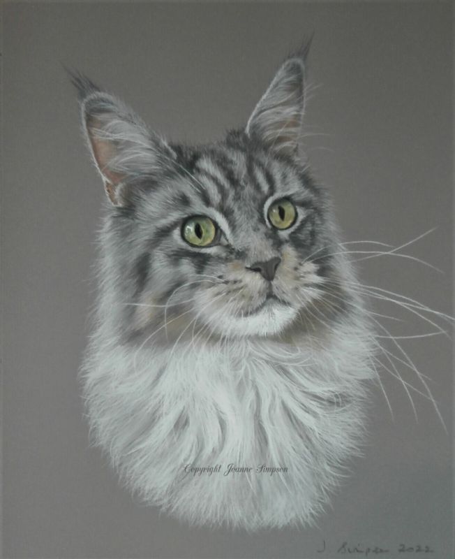 Maine Coon portrait